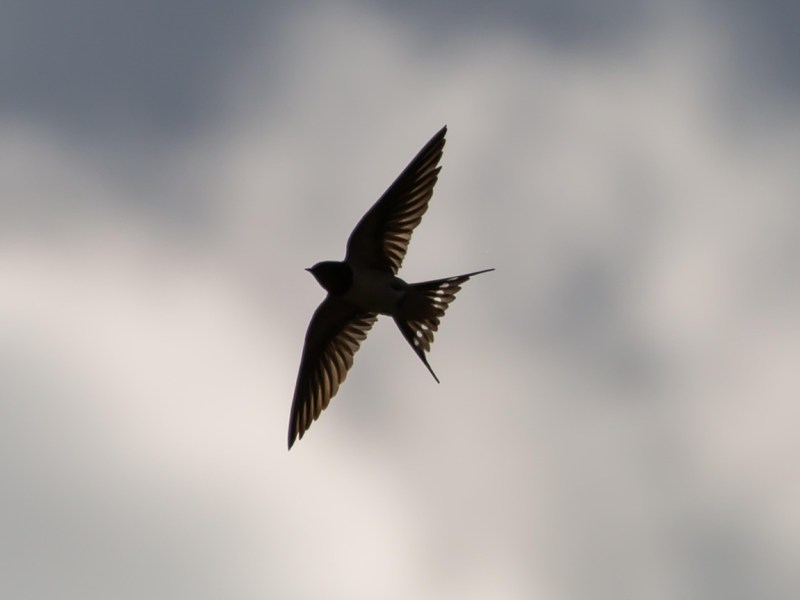 Böse Überraschung – Eine junge Rauchschwalbe auf der&nbsp;Wildtierstation