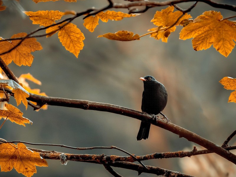 Zwischen Blättern und Früchten – Eine Amsel im Wandel der&nbsp;Jahreszeiten