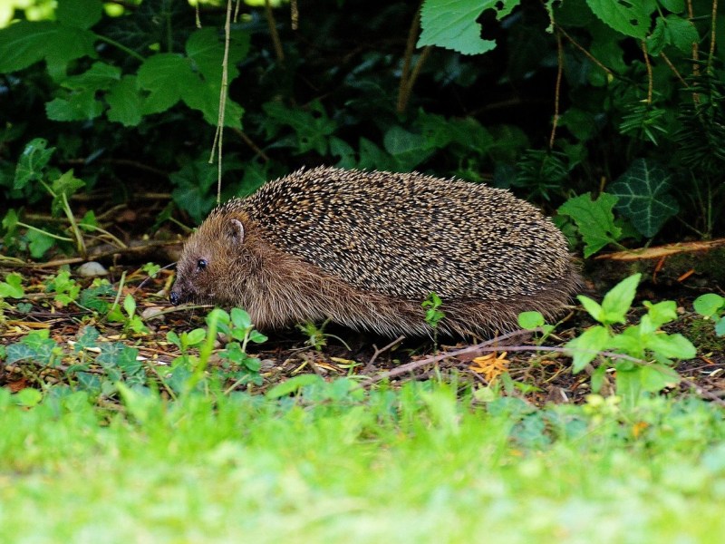Rascheln im Laub – Ein Igel erlebt den ersten&nbsp;Frost