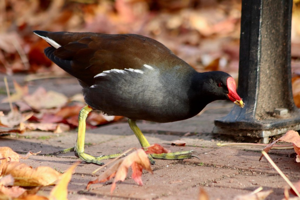 Winterpause am Wasser – Ein Teichhuhn nutzt die milden&nbsp;Tage