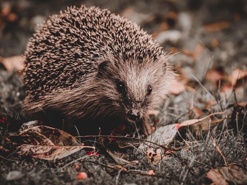 So erlebt der Igel seinen Winter: Ein Blick in den Winterschlaf – Teil&nbsp;1