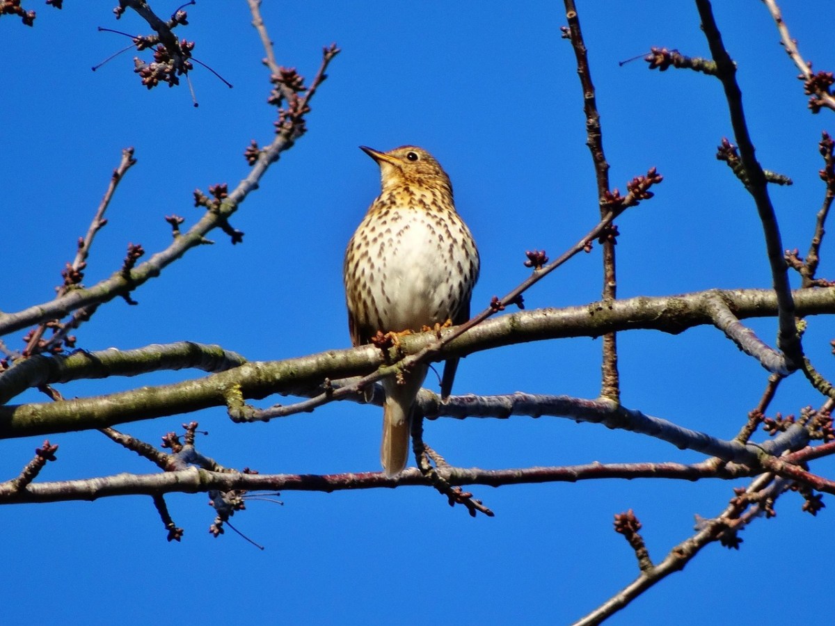 Hoch oben im Baum – Eine Singdrossel begrüßt den&nbsp;Frühling