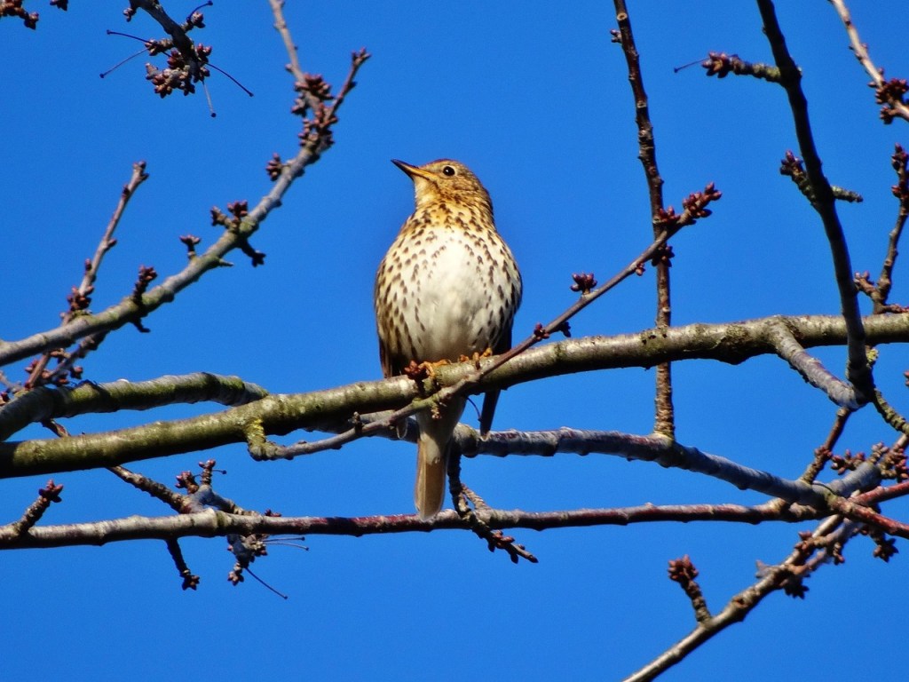 Hoch oben im Baum – Eine Singdrossel begrüßt den&nbsp;Frühling