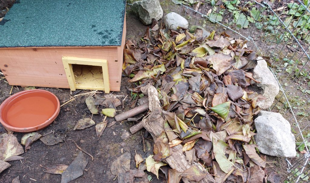 Einen Igel aus dem Tierheim auswildern – Alles, was Du dafür wissen musst