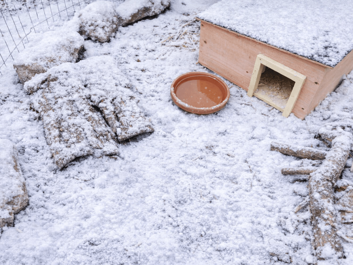 Erst überwintern, dann auswildern – So bringst du „Deinen“ Igel gut durch den&nbsp;Winter