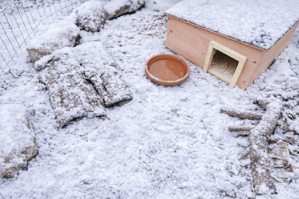 Erst überwintern, dann auswildern – So bringst du „Deinen“ Igel gut durch den Winter