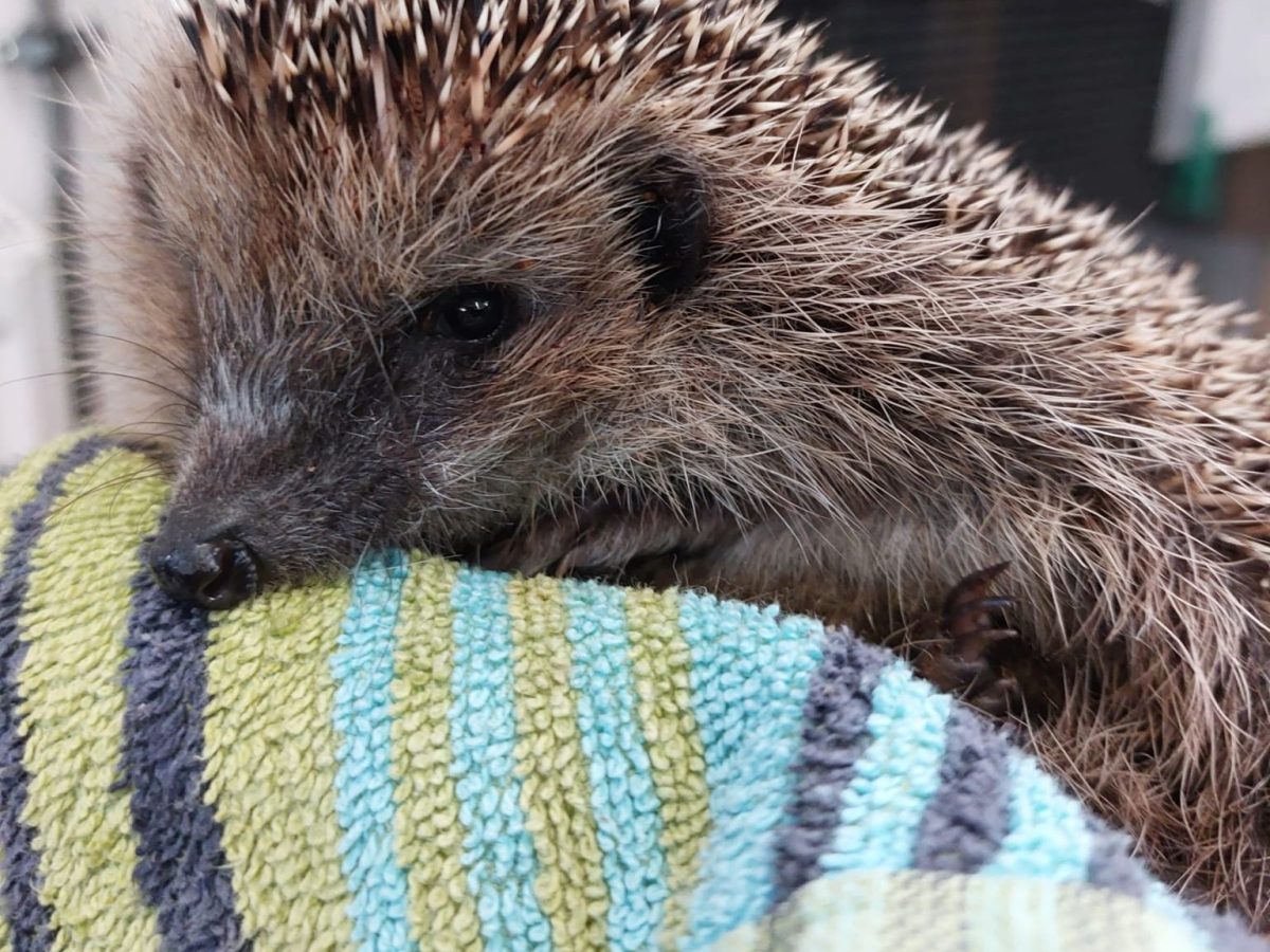 Die Wildtierstation unterstützen: Wie Du Dich für die Igel-Auswilderung melden&nbsp;kannst