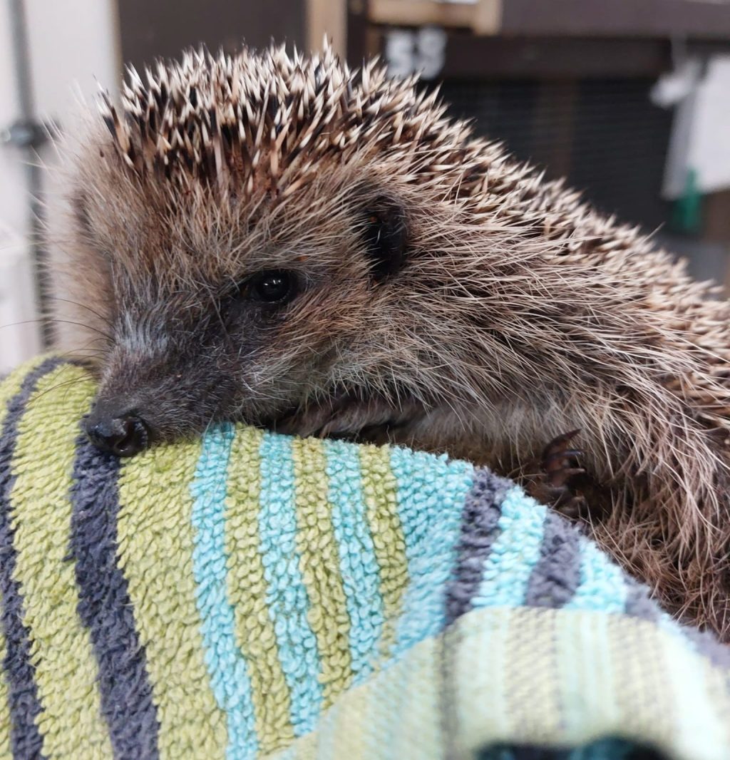 Die Wildtierstation unterstützen: Wie Du Dich für die Igel-Auswilderung melden kannst