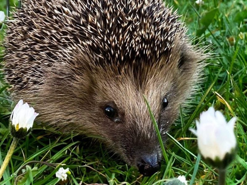 So erlebt der Igel die Rückkehr in die Freiheit: Einblick in die Auswilderung – Teil&nbsp;2