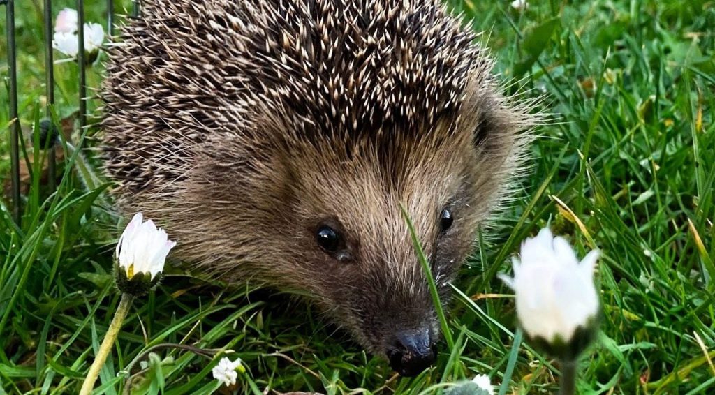 So erlebt der Igel die Rückkehr in die Freiheit: Einblick in die Auswilderung – Teil&nbsp;2